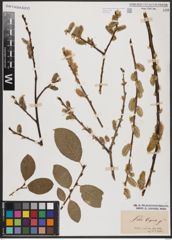 Foto von Salix caprea L.